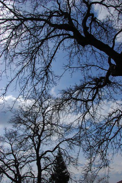 Tree cover